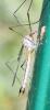 Tipula selene